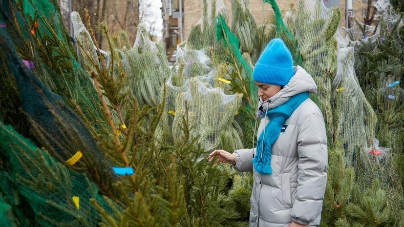 В Минсельхозе Подмосковья дали советы по выбору новогодней ели