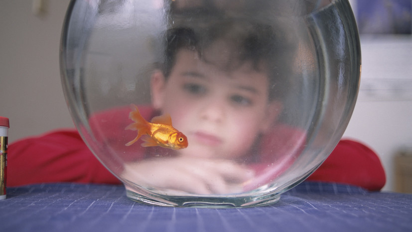 Зоолог Арутюнян назвал аквариум самым оптимальным вариантом завести ребёнку питомца