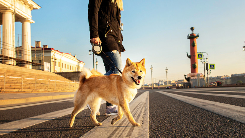 Россияне с питомцами чаще всего выбирают для путешествий Петербург