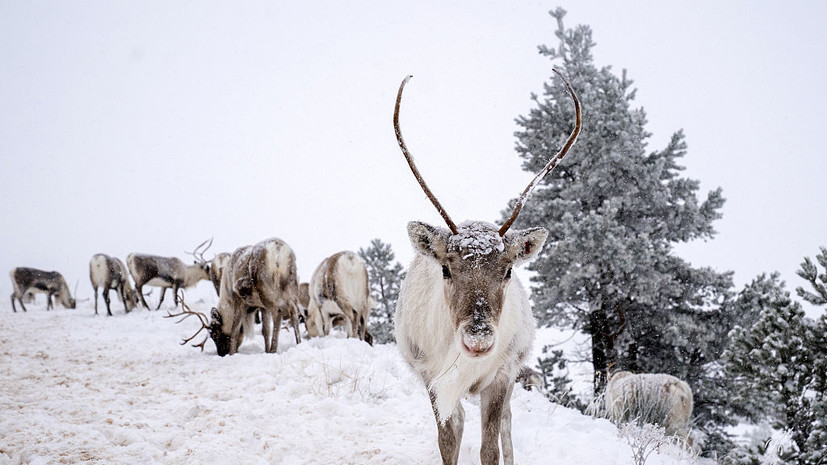 CNN: в Финляндии связали гибель северных оленей с «российскими волками»