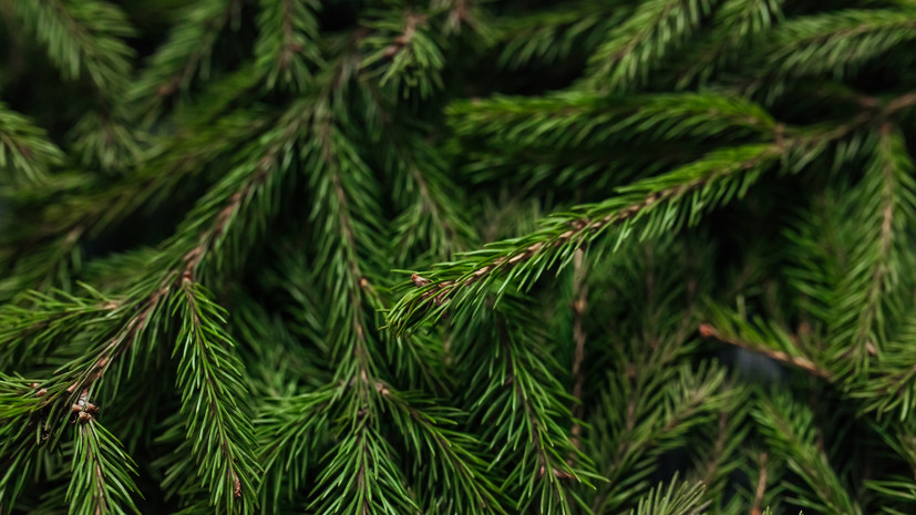 Врач Демьяновская рассказала об опасности клещей на живых новогодних елях