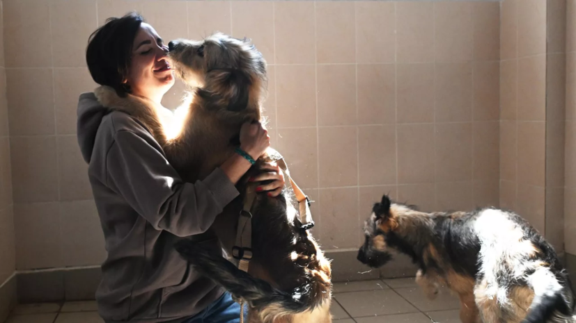 Сервис по поиску пропавших животных помог более 15,5 тысячи жителей Подмосковья