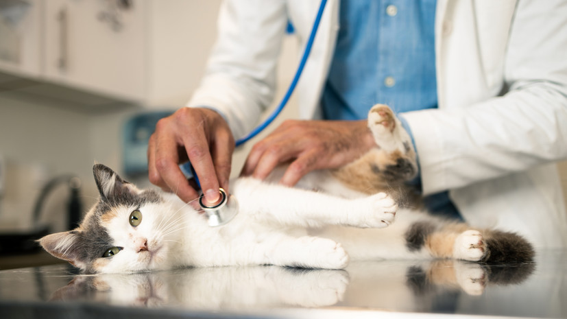 Депутат Бурматов — о ценах в ветклиниках: всё зависит от вида услуг