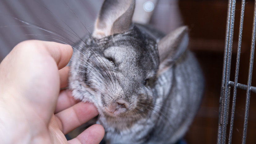 Суд в России запретил распространять объявления о продаже шиншилл