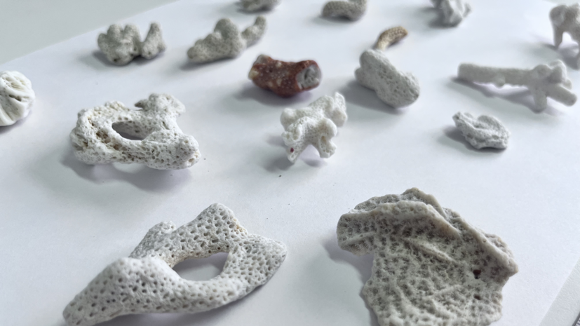 Таможенники в Барнауле изъяли у туриста 16 фрагментов кораллов из Вьетнама