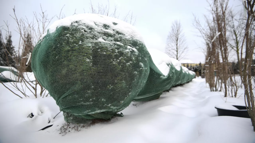 Россиянам объяснили, как защитить садовые растения от зимних холодов