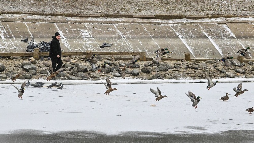 В Подмосковье рассказали о способах помочь водоплавающим птицам зимой
