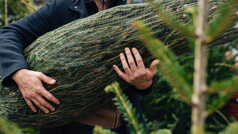 Терапевт Бурнацкая: живая ель может выделять эфирные масла и пыльцу