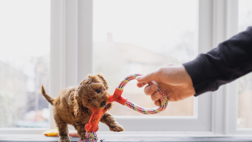 Кинолог Голубев рассказал о новогодних играх для собак