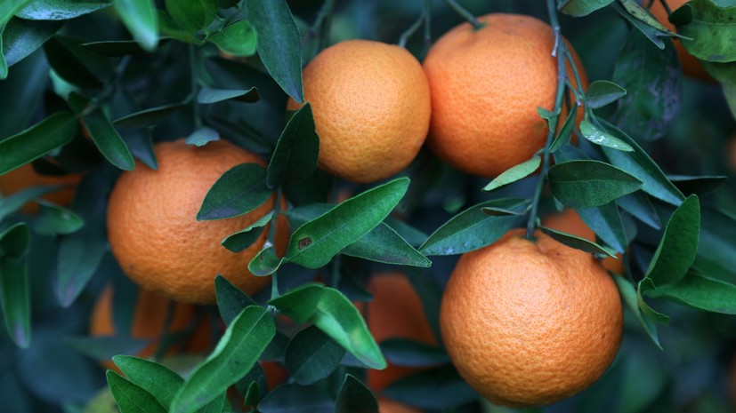 «Контур.Маркет»: мандарины за год подешевели на 12%