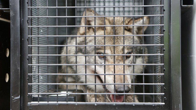 В Японии из-за сбежавшего волка эвакуировали посетителей зоопарка