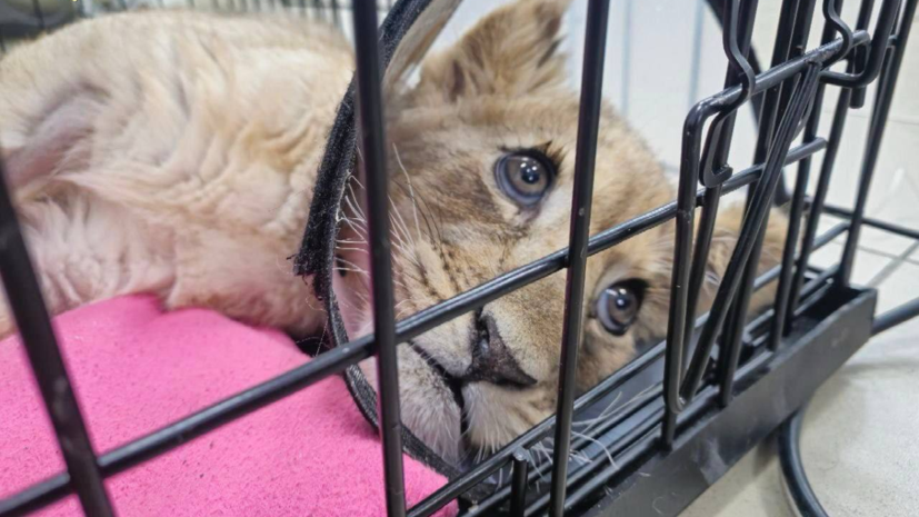 В Москве ведётся проверка из-за искалеченного львёнка, проживавшего в квартире