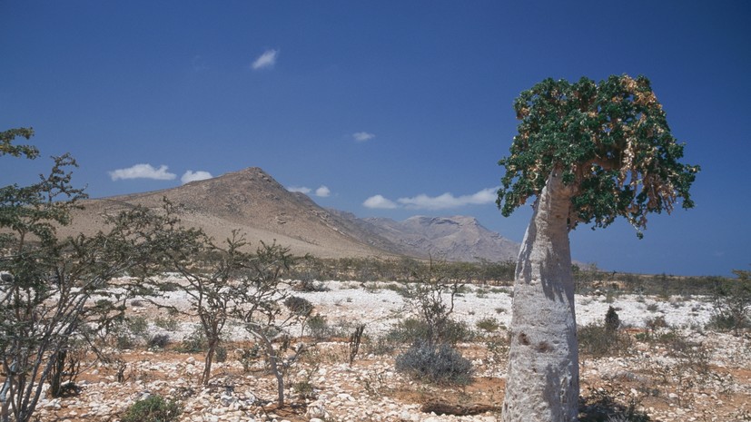 Посольство России в Йемене предпринимает меры для отъезда россиян с Сокотры