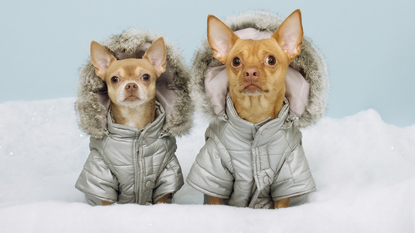 Ветврач Руденко: зимняя одежда нужна собакам с редкой шерстью