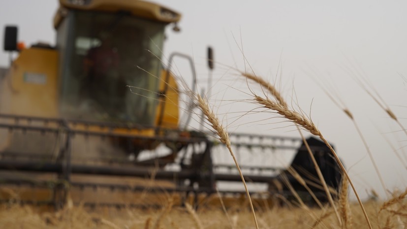 Доходы России от экспорта пшеницы в Турцию в ноябре достигли $189 млн