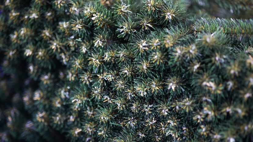 Юрист Капштык: нельзя оставлять ёлку у мусорной площадки