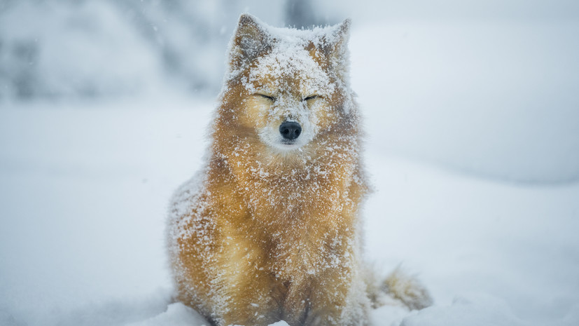 Кинолог Голубев разъяснил, как определить переохлаждение у питомца