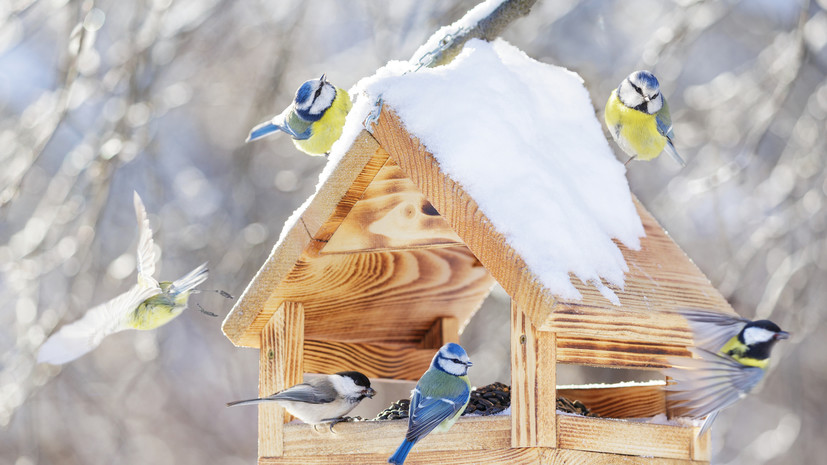 Орнитолог Чернова объяснила, как правильно подкармливать птиц зимой