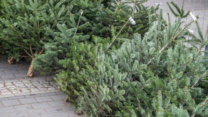 В Рослесхозе напомнили о правилах утилизации живых новогодних елей