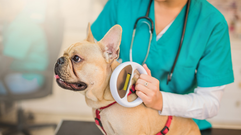 Кинолог Голубев назвал чипирование безвредным для питомца