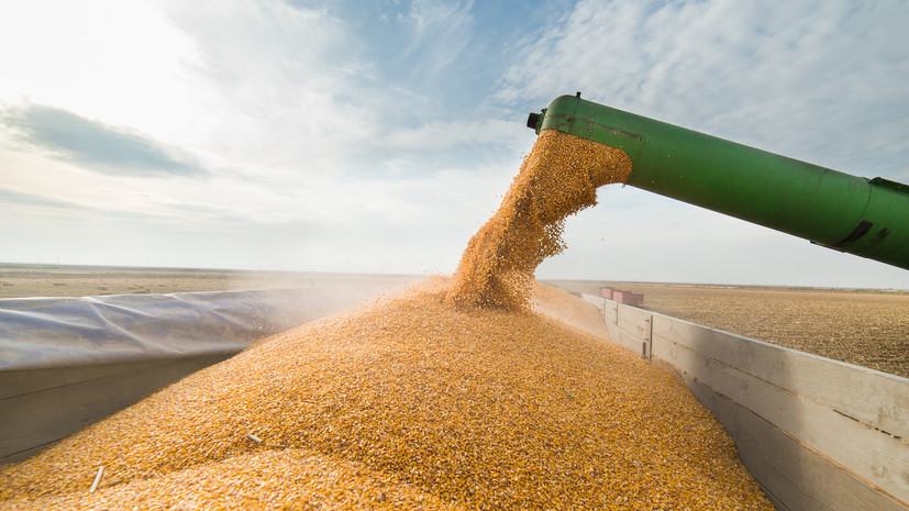 Минсельхоз дал прогноз по урожаю зерновых в России в 2026 году