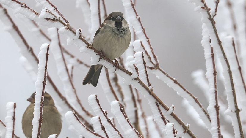 Синоптик Шувалов: в Московской области ожидаются 30-градусные морозы