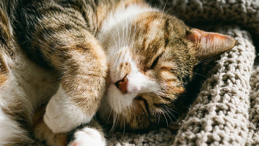 Профессор Руденко: будить крепко спящую кошку не следует