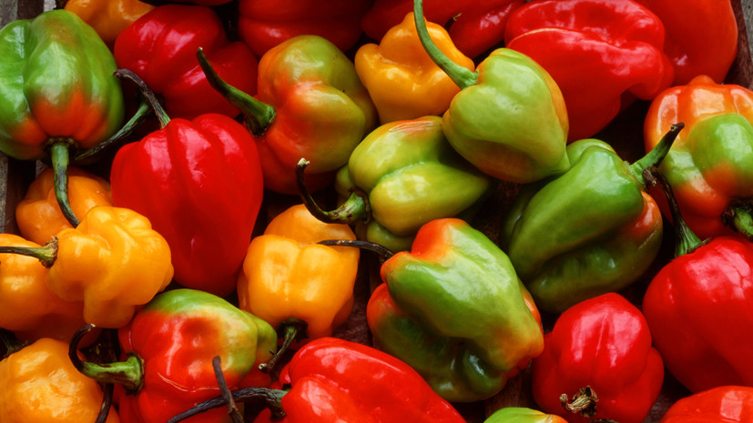 Чаплин: в конце января можно начать с рассады перцев при наличии фитолампы