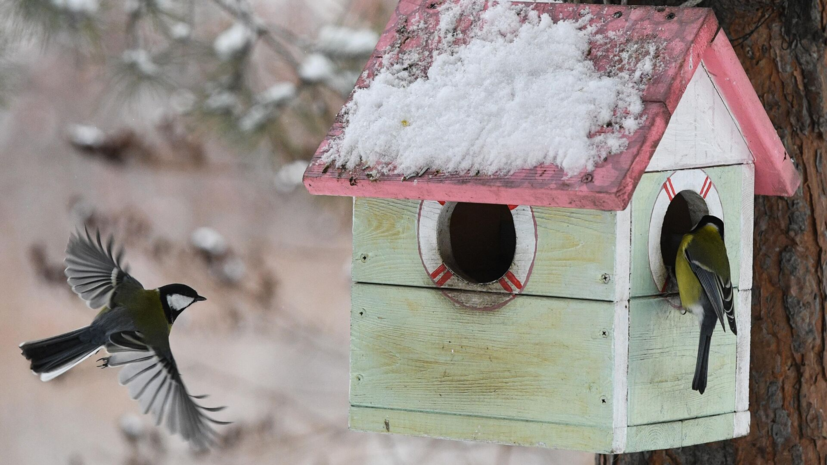 Орнитолог Каташук: птиц можно подкармливать свежим белым хлебом