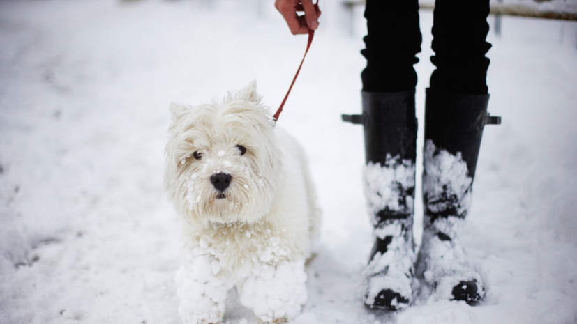 Кинолог Голубев: в мороз прогулки с собакой нужно свести к минимуму