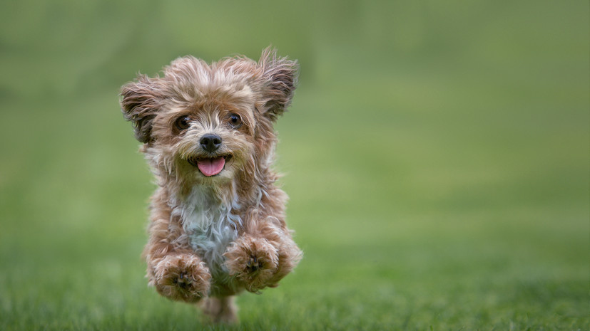 Кинолог Голубев: при выборе породы собаки важно учитывать образ жизни хозяина
