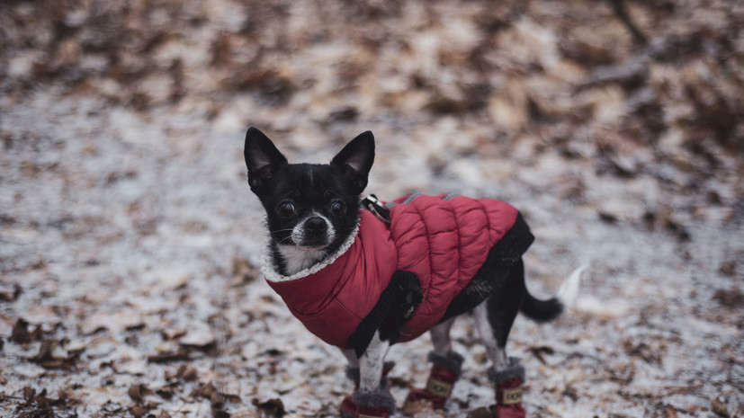 Ветеринар Шеляков: небольшие прогулки нужны собакам даже в мороз