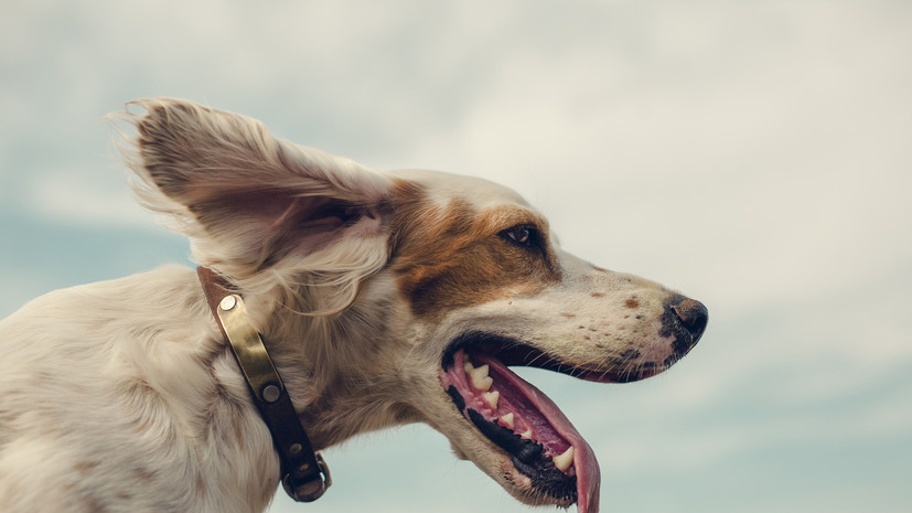 Кинолог Голубев: поведение избалованной собаки нужно корректировать