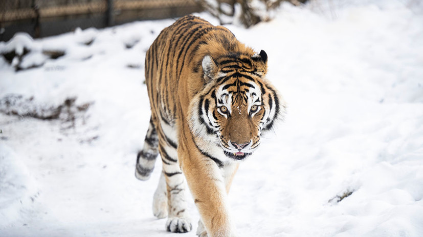 В Приморье двух тигров переместили в безопасную среду обитания