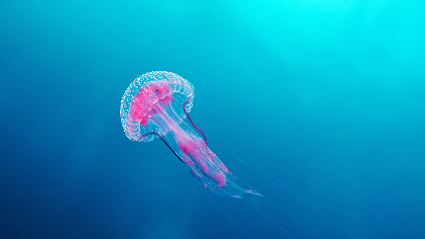 Биолог Трофимова рассказала о действиях на случай укуса медузы