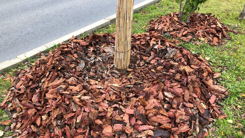 Агроном Воробьёв дал советы по защите деревьев от внезапных заморозков