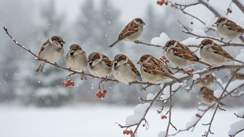 Учёный Архипов рассказал о сложном языке птиц