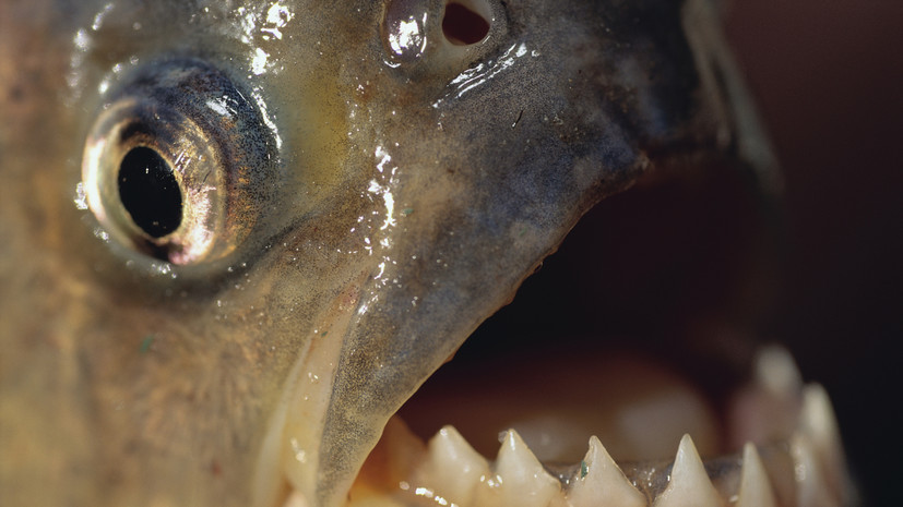 Daily Mail: в Бразилии при нападении пираний пострадали десять человек