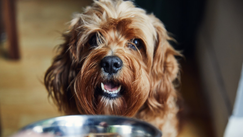 Ветврач Фроленко: подкармливание питомцев влечёт за собой диабет и ожирение