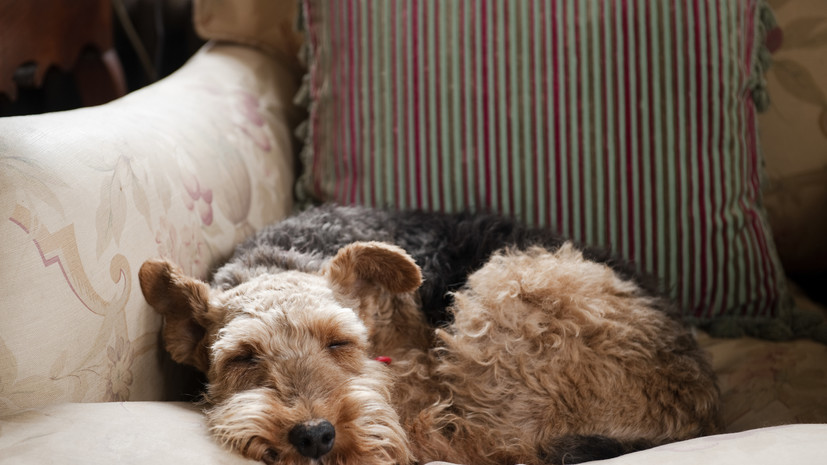 Юрист объяснил, можно ли взять больничный на работе из-за болезни питомца