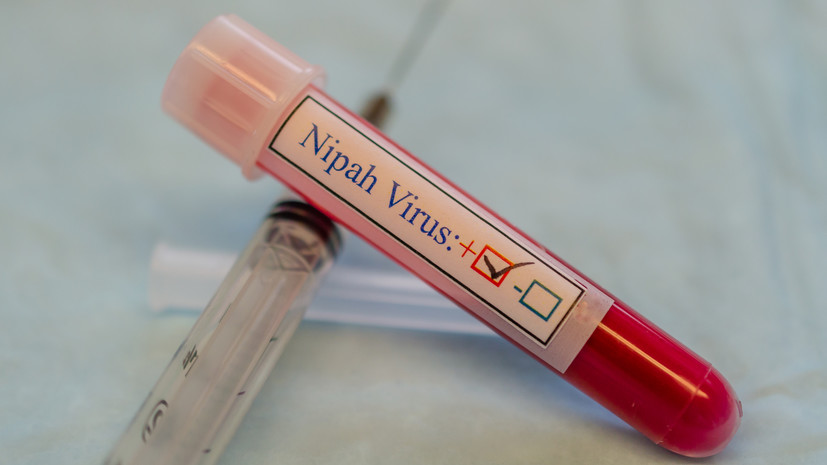 ВОЗ: заболевание вирусом Нипах может протекать бессимптомно