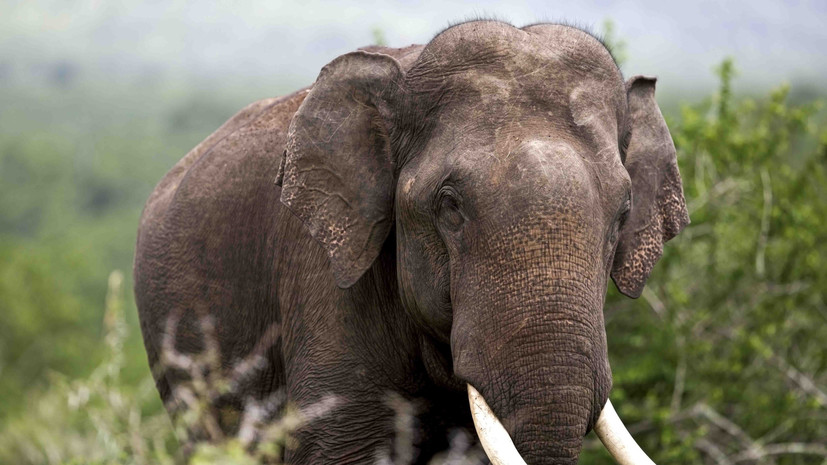 На Шри-Ланке дикий слон напал на машину с российскими туристами