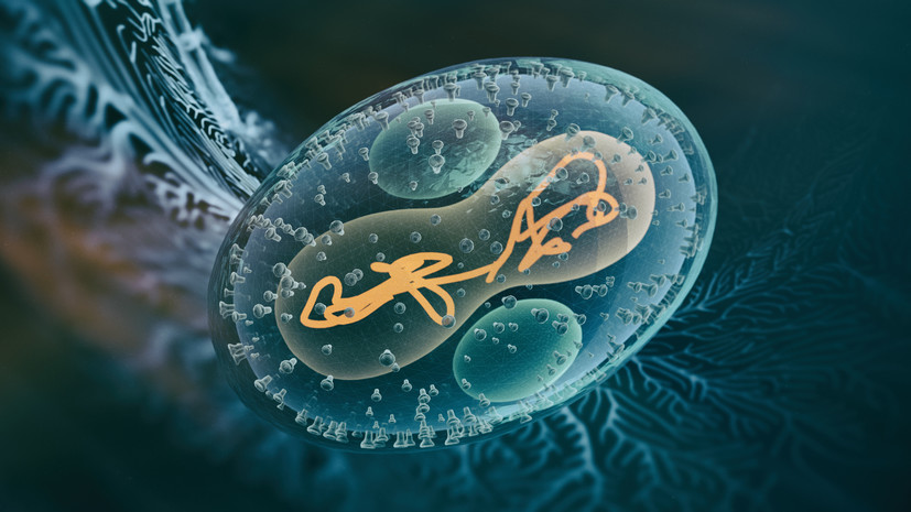 Роспотребнадзор проводит расследование из-за случая подозрения на оспу обезьян