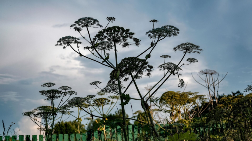 СК: в Сергиевом Посаде похищали деньги, выделяемые на борьбу с борщевиком