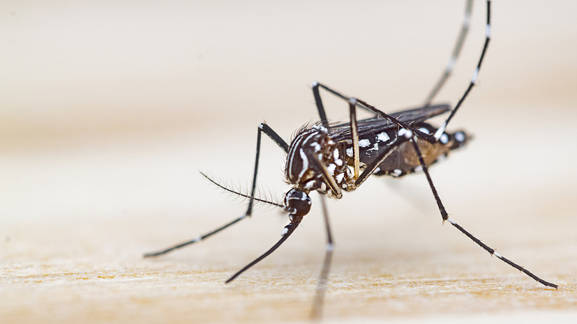 В России выявили завозной случай лихорадки чикунгунья