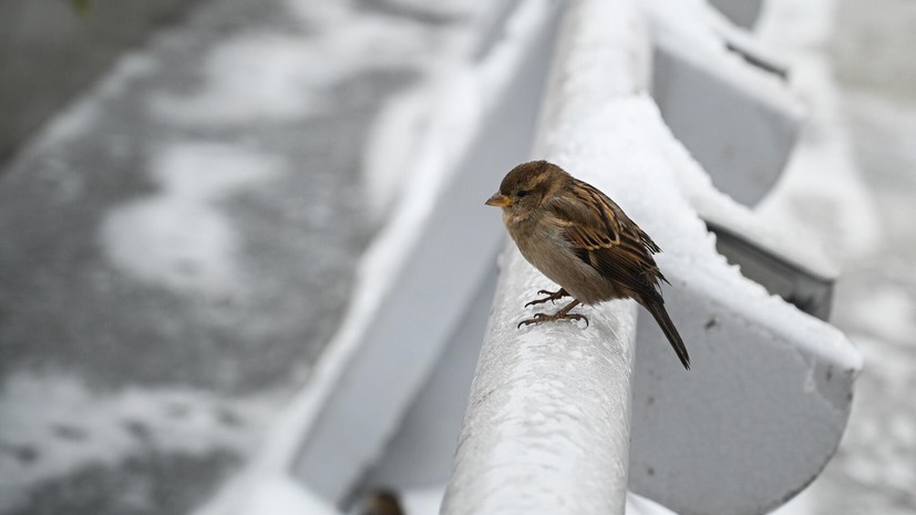 В России в феврале проведут всероссийскую перепись воробьёв