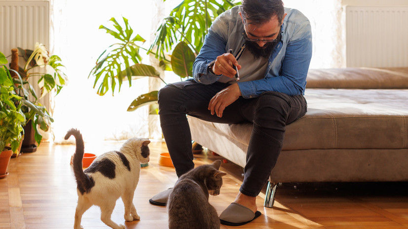 Фелинолог Монахова: не стоит играть с кошкой лазерной указкой