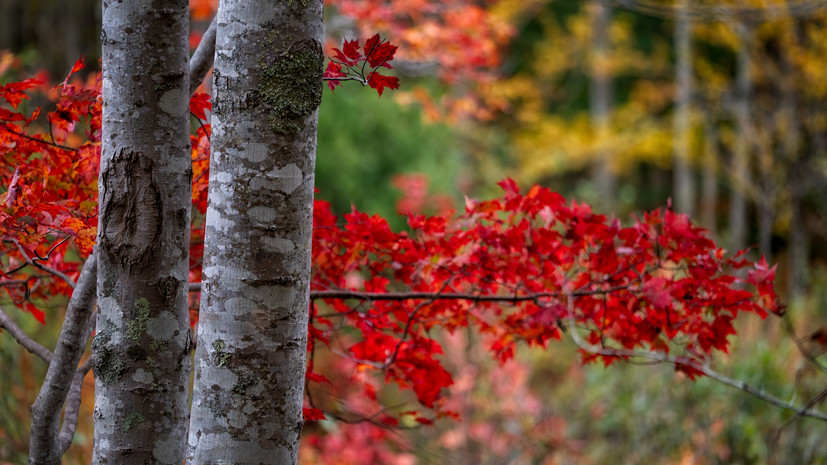 «Коммерсантъ»: россиянам грозит штраф до 700 тысяч рублей за американский клён