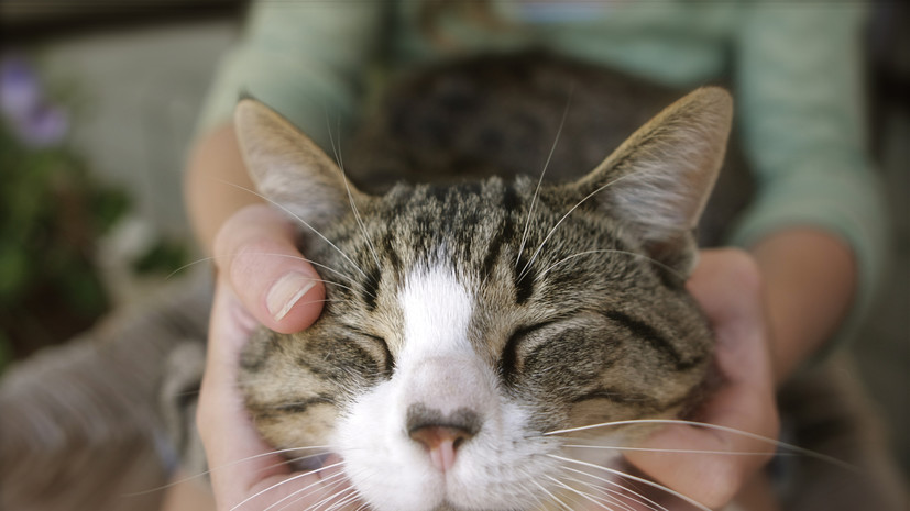 Кинолог Голубев рассказал о пользе массажа для домашних питомцев