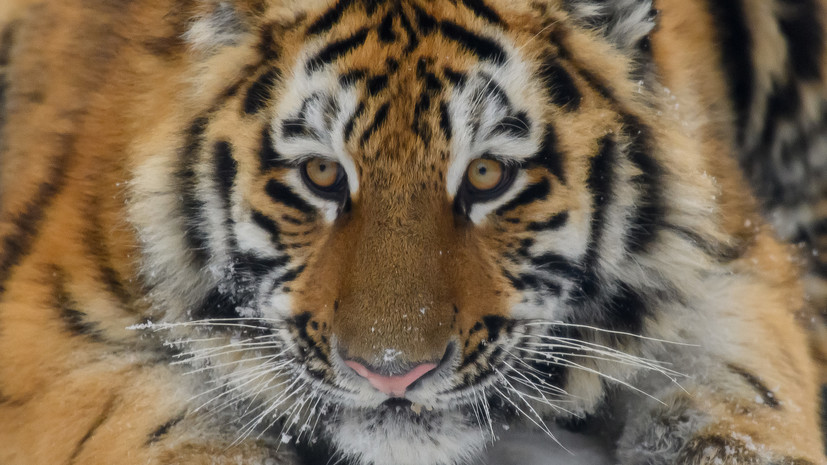 В Приморье и Хабаровском крае с ноября 2025 года спасли 22 амурских тигра